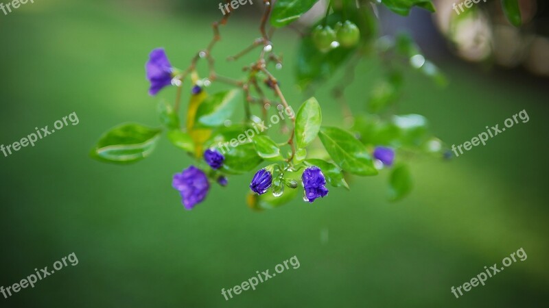 Leaf Flora Nature Flower Garden