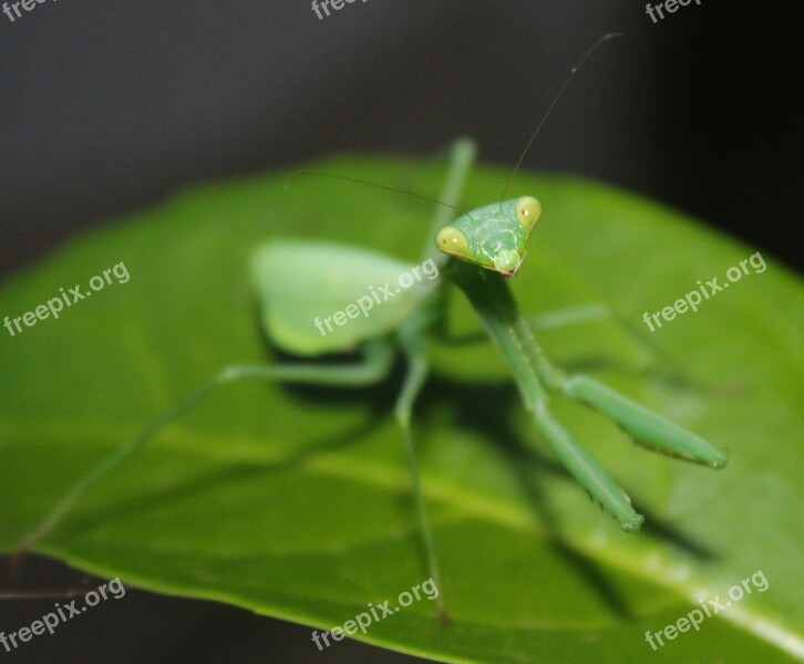 Leaf Insect Invertebrate Nature Mantis