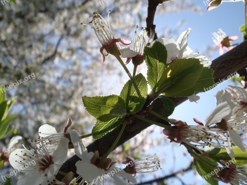 Flower Tree Branch Nature Flora