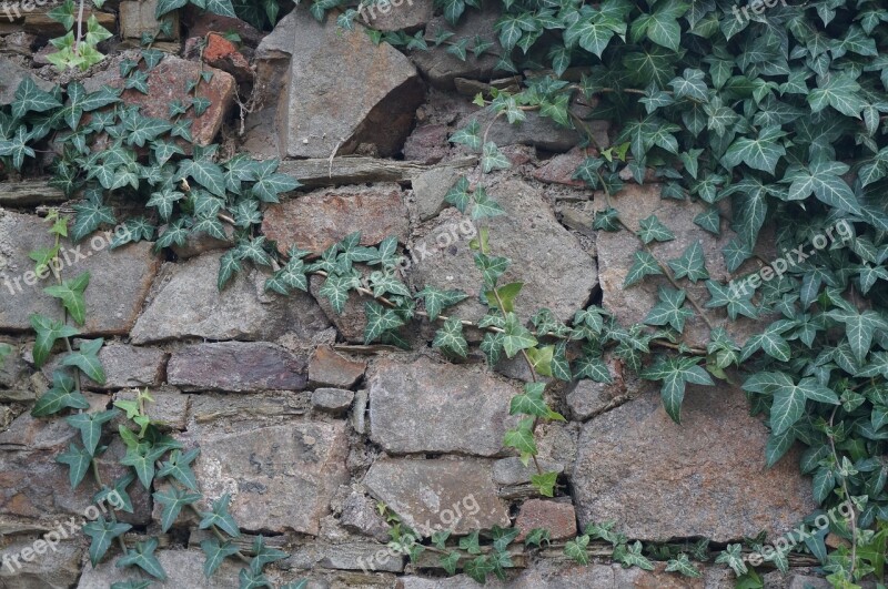 Wall Ivy Old Old Wall Stone Wall