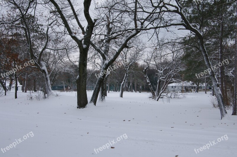 Winter Snow Tree Cold Landscape