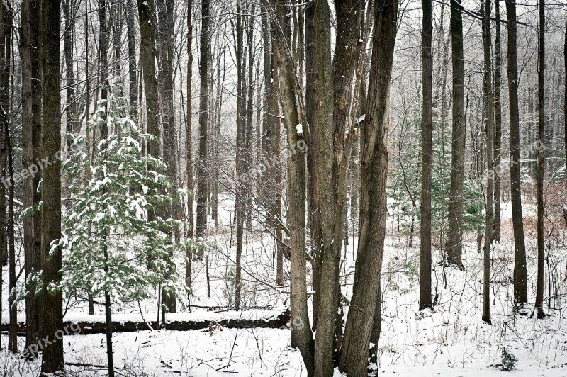 Wood Tree Winter Snow Landscape