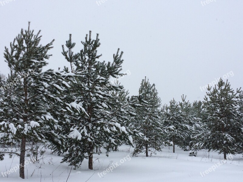 Snow Winter Tree Coldly Leann