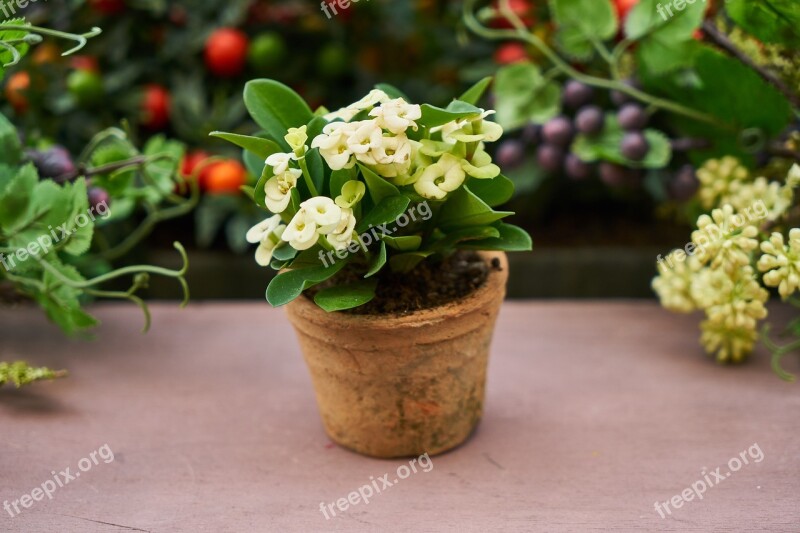 Flower Plant Leaves Nature Garden