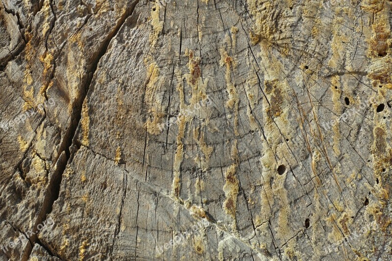 Wood-fibre Boards Texture Nature Macro Detail