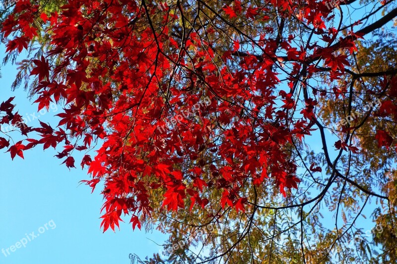 Tree Branch Autumn Foliage Autumn Leaves Red Leaves