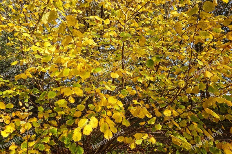 Tree Leaves Foliage Autumn Leaves Autumn Tree