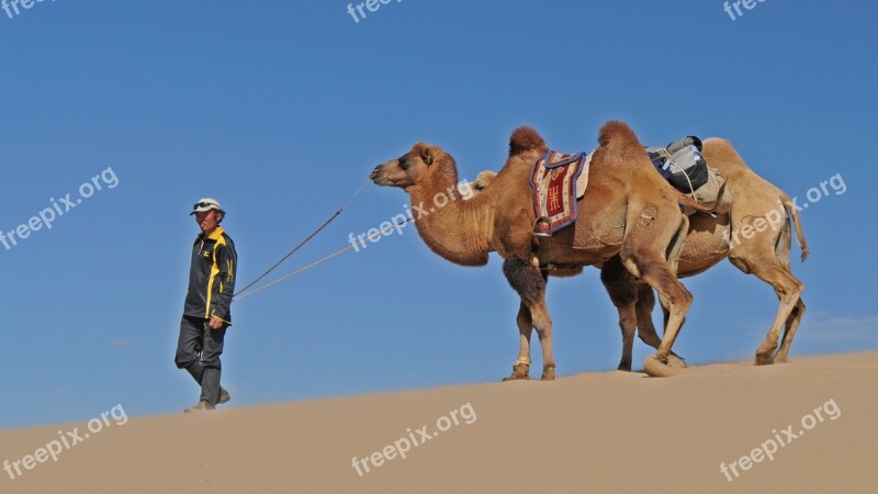 Desert Camel Mongolia Wüstentour Free Photos