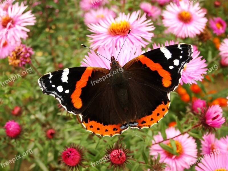 Nature Butterfly Day Insect Flower Summer