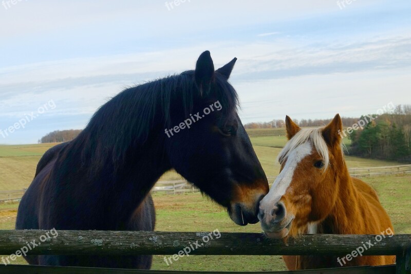 Mammal Grass Horses Nature Paddock