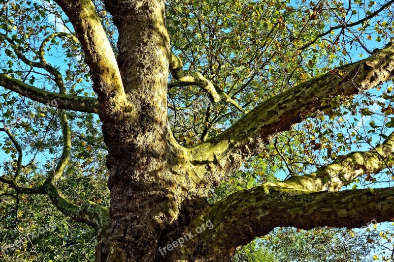 Tree Branches Giant Tree Old Tree Thick Trunk