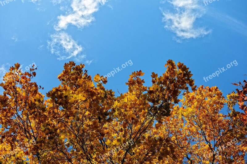 Tree Top Tree Autumn Tree Fall Foliage Autumn Leaves