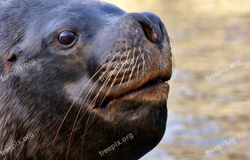 Seal Sea ​​lion Swim Water Robbe