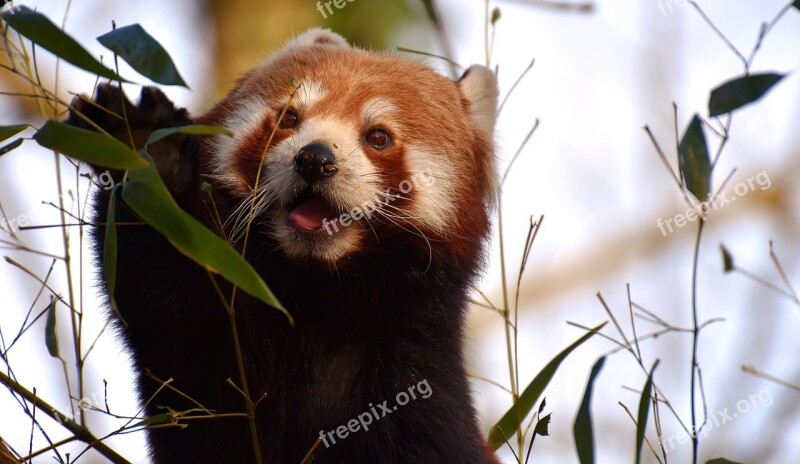 Panda Red Panda Bear Cat Ailurus Fulgens Predator