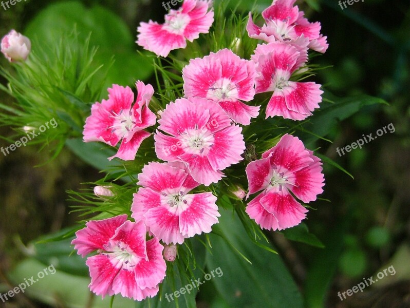 Carnation Pink Eyelet Flowers Flowering Garden