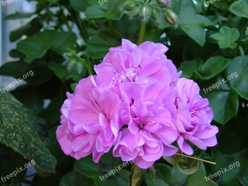 Rose Geranium Pink Flowers Flowering Pelargonium Flower