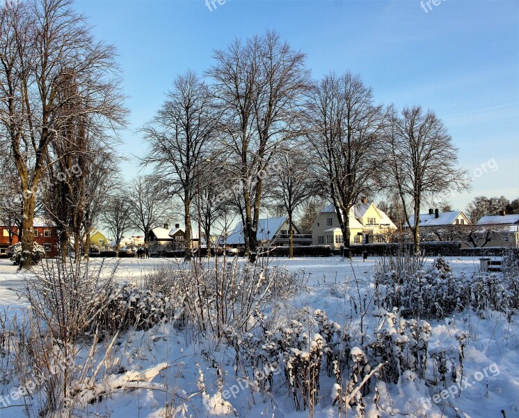 Tree Winter Snow Season Nature