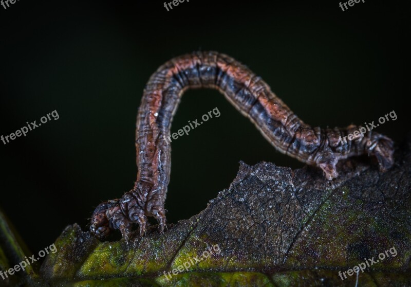 Living Nature Larva Bespozvonochnoe Nature Insect