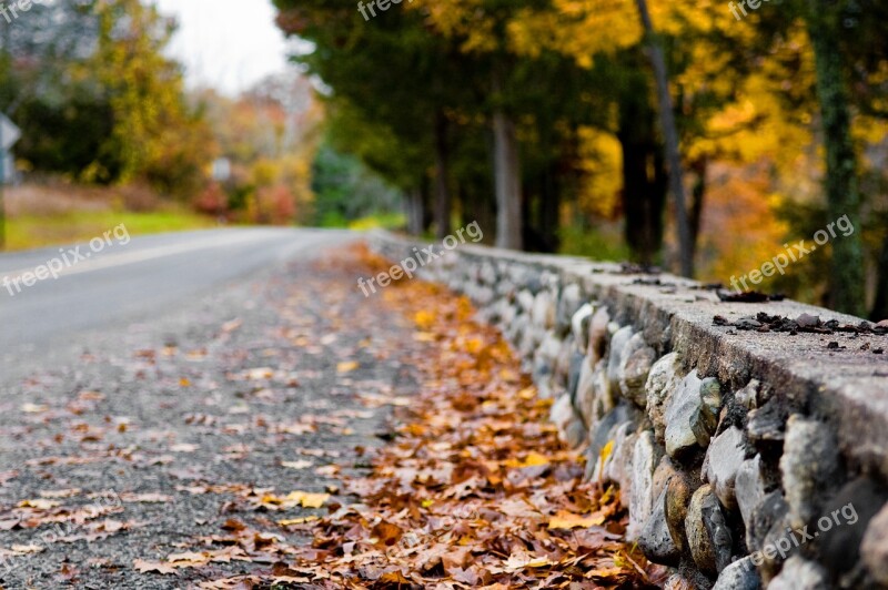 Fall Nature Road Leaf Tree