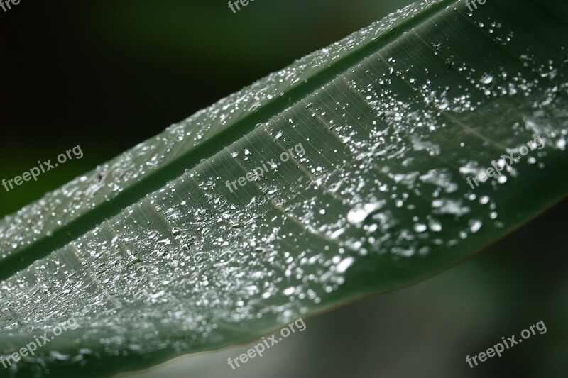 Pearl Dew Rain Water Nature