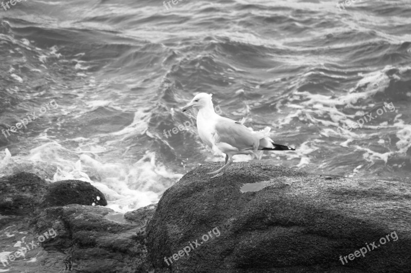 Body Of Water Sea Ocean Nature Roche