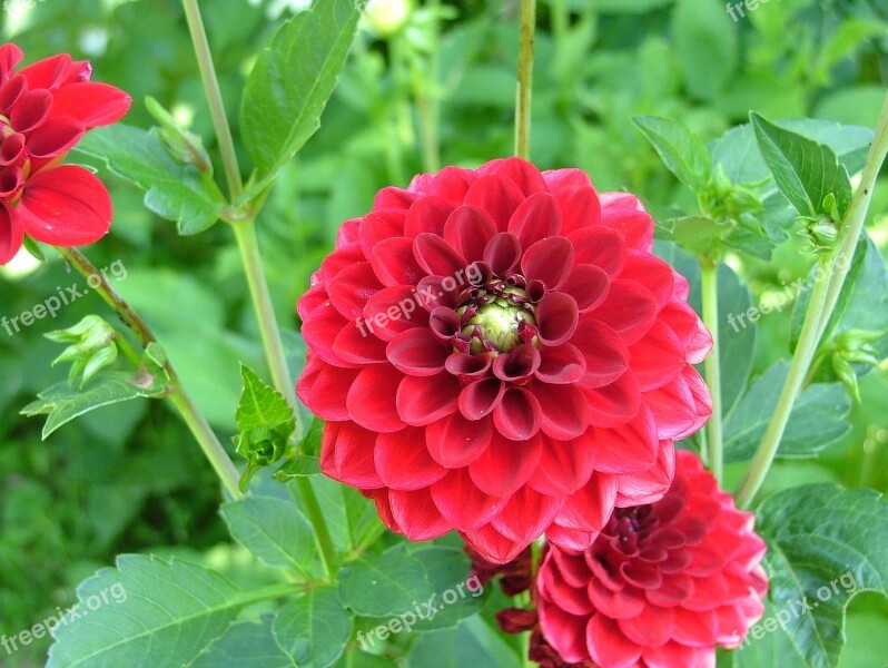 Red Flower Red Dahlia Flowering Petals Red Free Photos