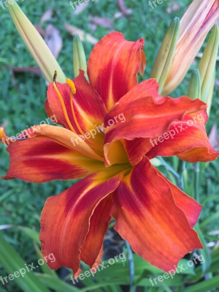 Orange Flower Petals Orange Flower Orange Petals