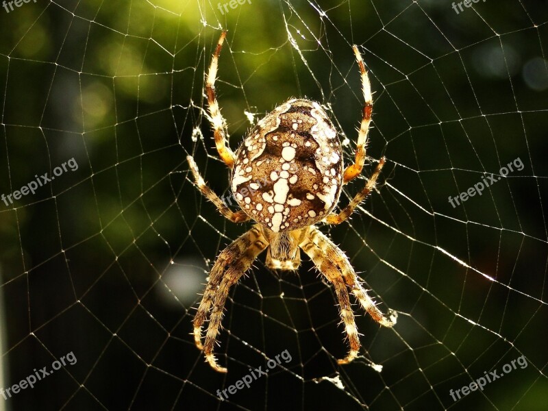 Spider Spider's Web Arachnid Cobweb Phobia