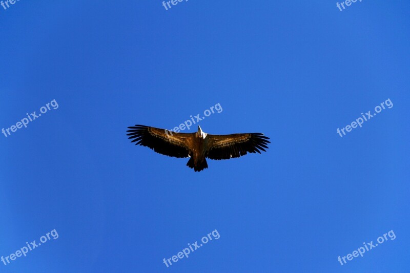 Birds Bird Of Prey Wild Life Nature Eagle