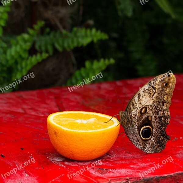 Food Wood Fruit Tropicale Nature