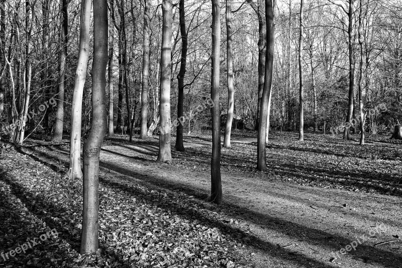 Forest Trees Slender Trees Trunks Shadows