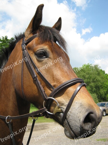 Farm Animal Mammal Horse Rural