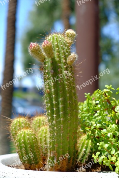 Cactus Spine Flora Nature Prickly