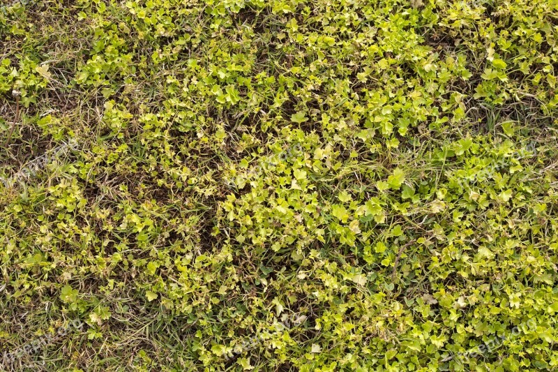 Grass Texture Green Field Football