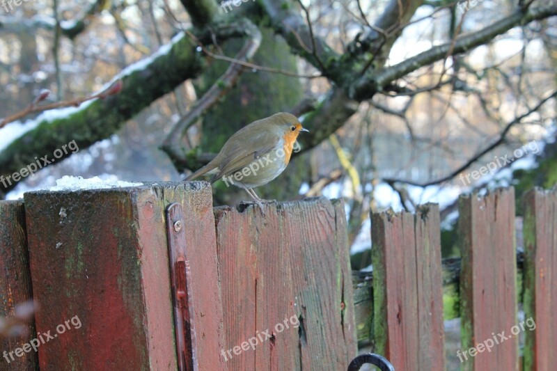 Bird Robin Nature Wood Tree