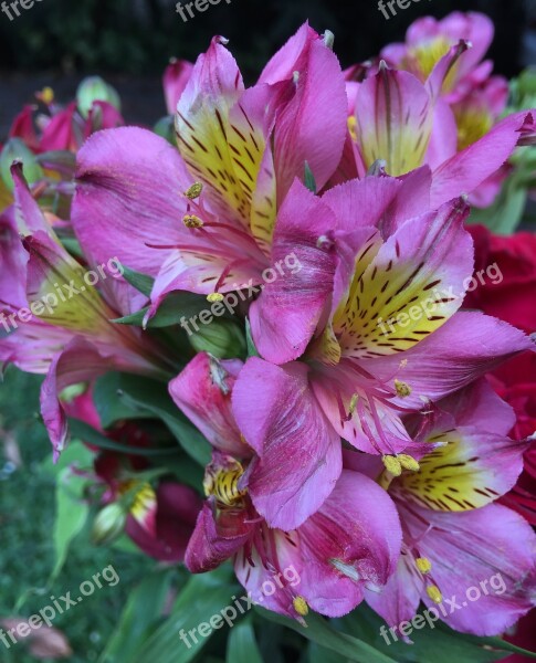 Pink Petals Flower Spring Pink Pink Flower