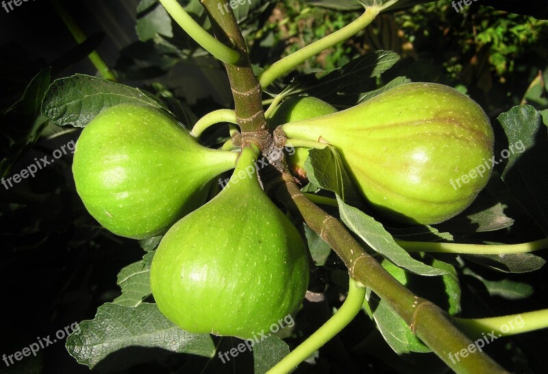 Fig Tree Fruit Growing Plant