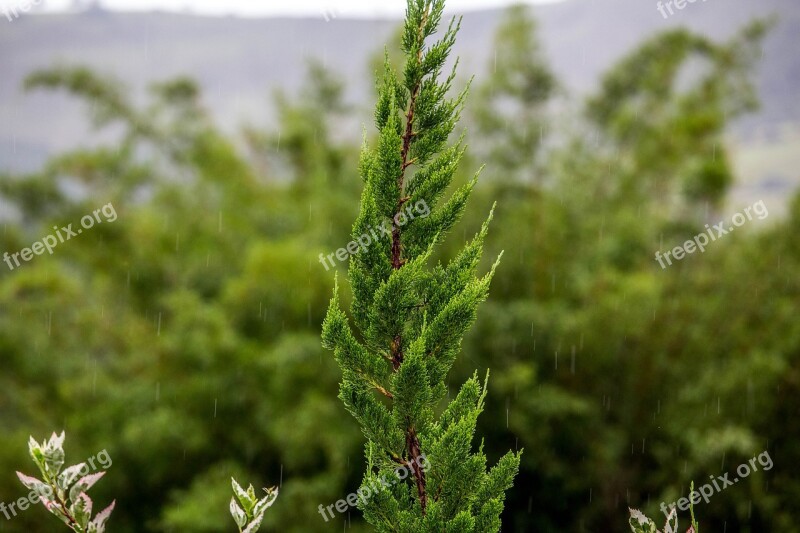 Nature Summer Plant Leaf Lawn