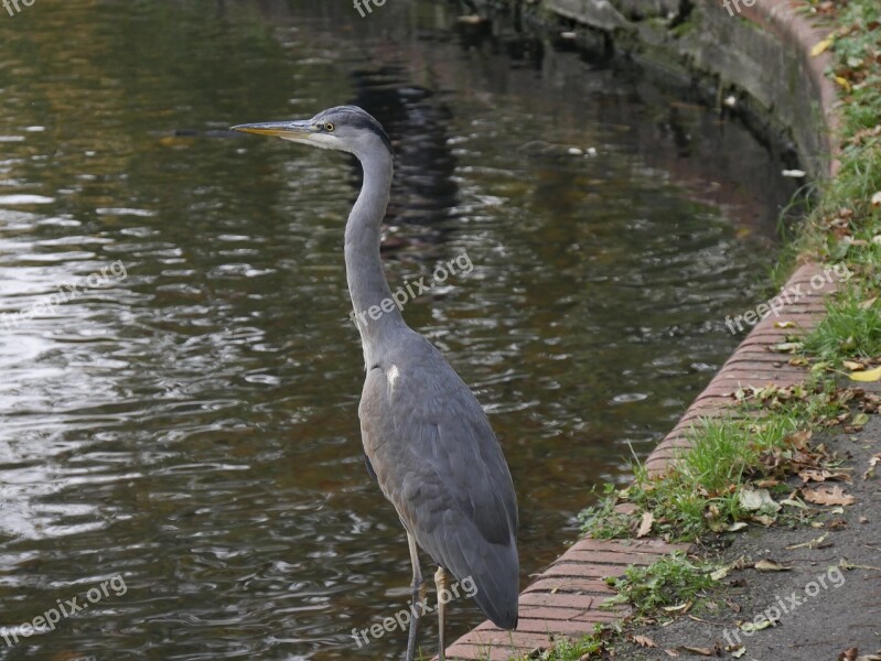 Waters Bird Nature Animal World Heron