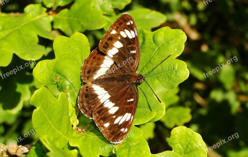 Nature Butterfly Day At The Court Of Insect Butterfly