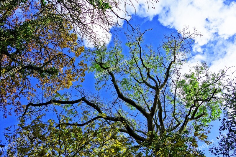 Tree Tree Top Branch Bare Branch Tangle