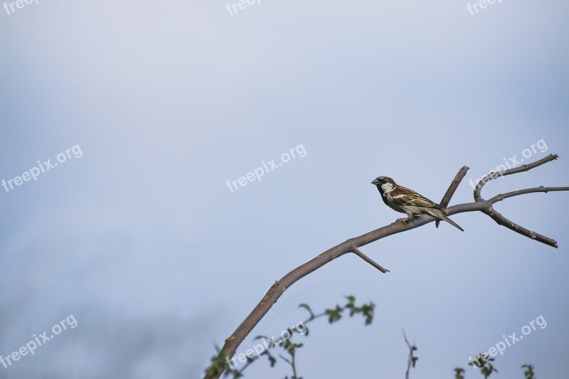 Sparrow Bird Wildlife Avian White