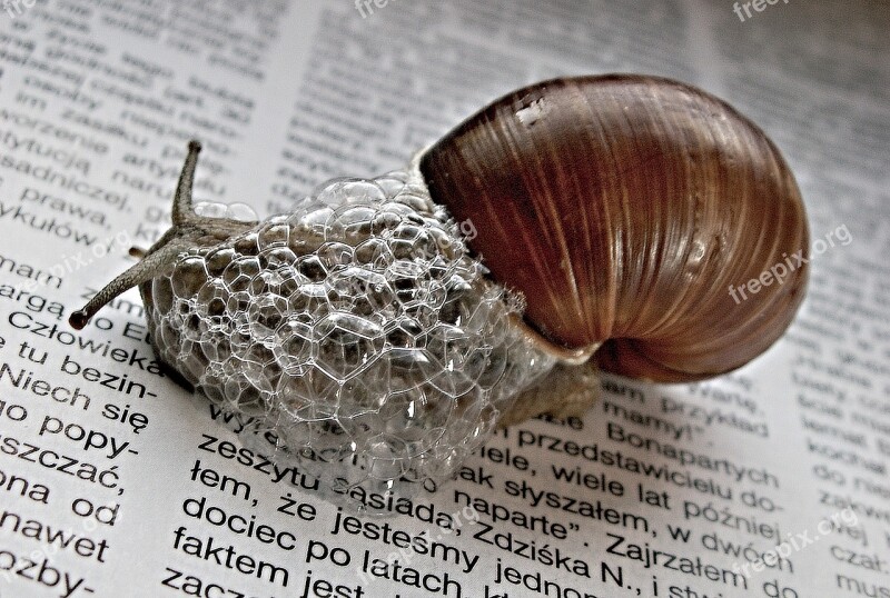 Nature Newspaper Snail Newspapers Magazines