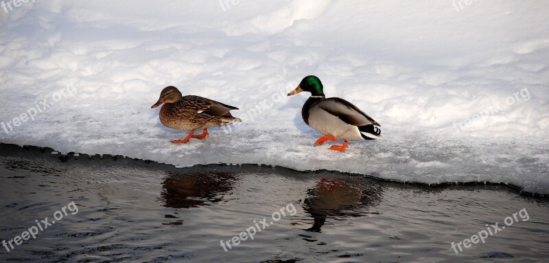 Monolithic Part Of The Waters Birds Lake Nature Duck