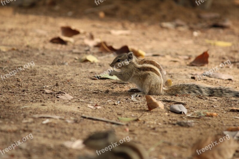 Squirrel Nature Wildlife Animal Little