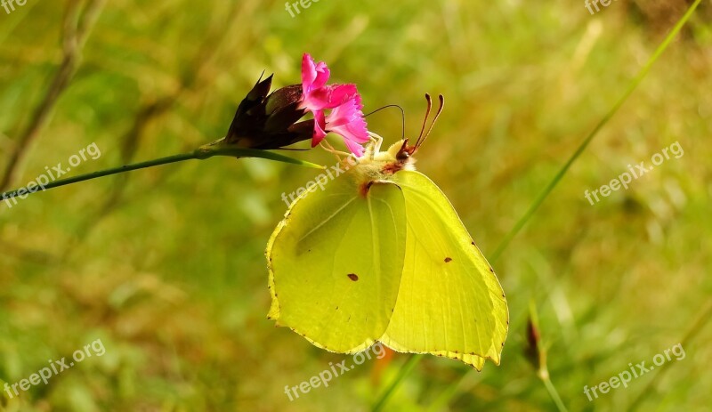 Nature Flower At The Court Of Plant Leaf