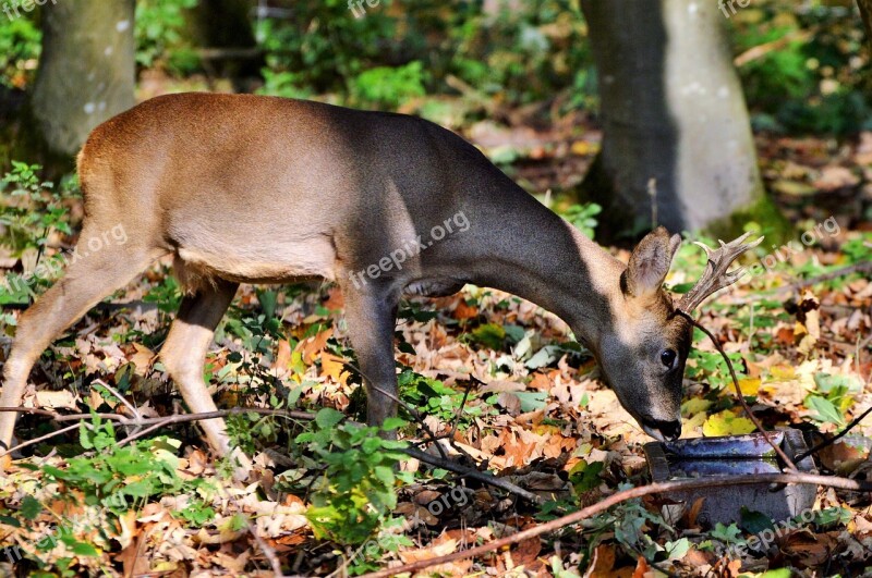 Hirsch Roe Deer Doe Forest Wild Animal