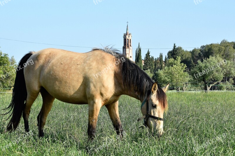 Lawn Henar Animalia Field Pastures