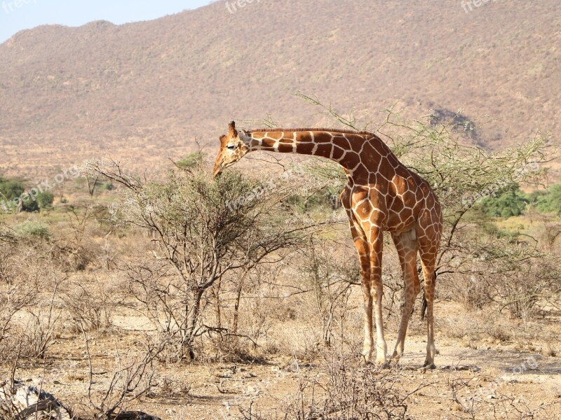 Giraffe Safari Nature Bush Wildlife