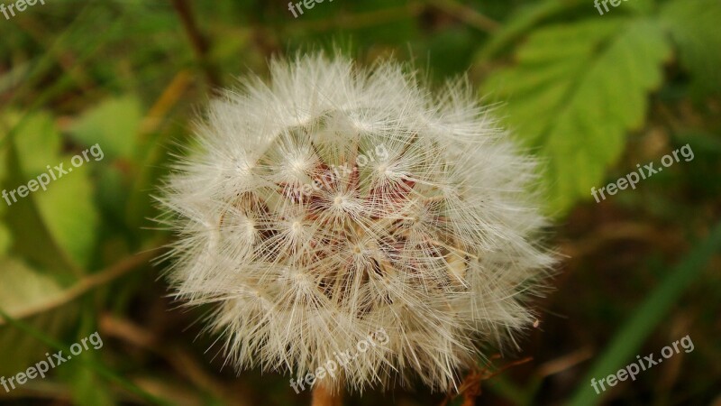 Nature Flora Dandelion Downy Outdoors